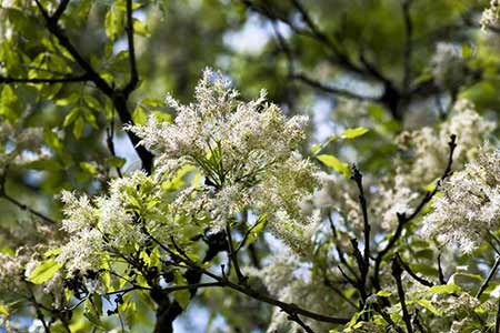 fleurs-frene