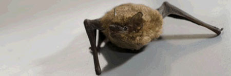 Chauve-Souris  Chauve-Souris Valais