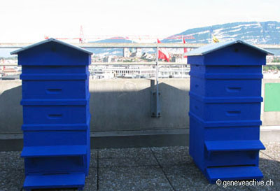 ruches sur le toît du théâtre de saint-gervais