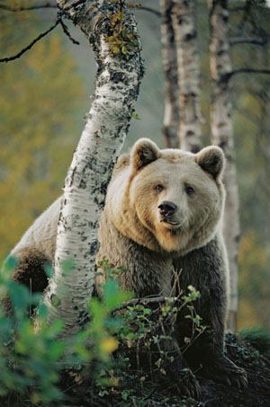 Ours brun - Le retour d'un Suisse authentique