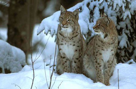 lynx