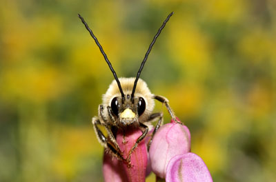 photo abeille