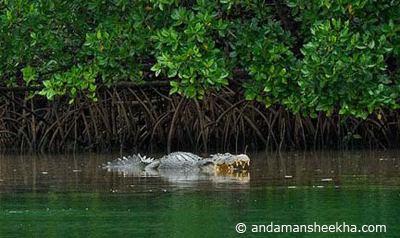 andamana crocodile