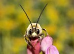 abeilles