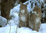 lynx