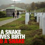 snake