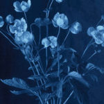 fleursbleues340