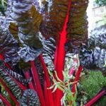 rhubarbe_340